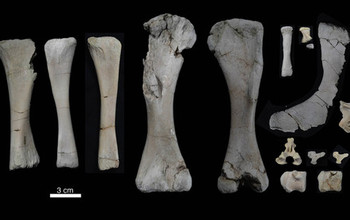 skeleton bones of the baby Rapetosaurus, including several vertebrae from the hip and tail.